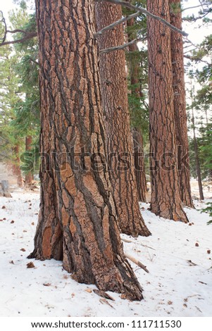 A stand of Coulter Pine at Mount San Jacinto