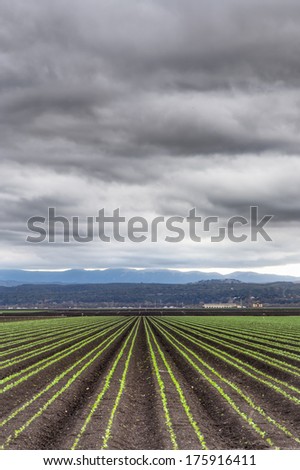 Rain Clouds Forming Over Freshly Planted Lettuce Field Vertical Image in  Salinas Valley, California