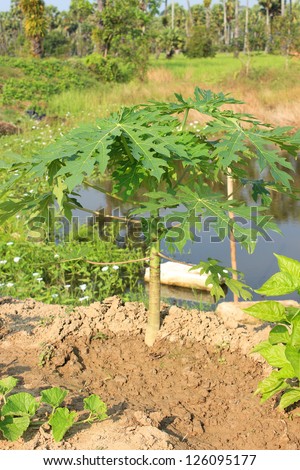 papaya tree growing near water source