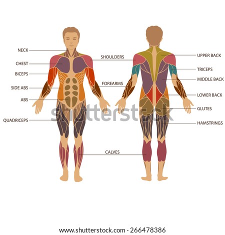 Muscular System Clipart | Free download on ClipArtMag