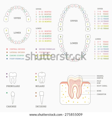 Human Tooth Anatomy Chart, Diagram Teeth Illustration - 275855009 ...