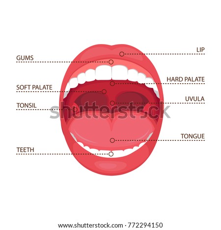 Open Mouth Diagram