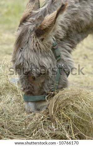 a portrait of a grey donkey face