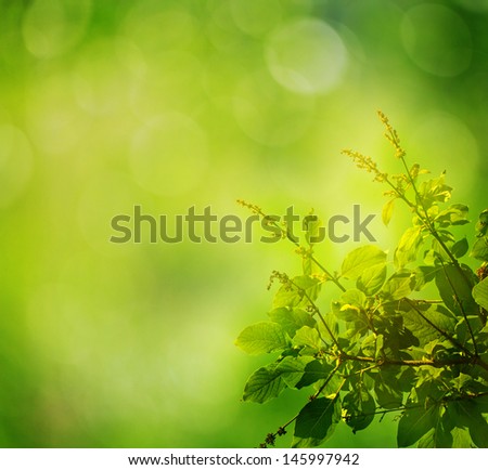 Green leaves and sun. green