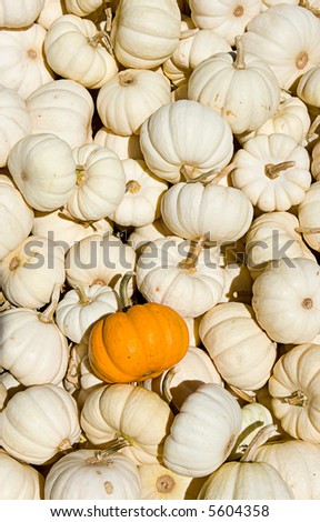 Pile of white pumpkins from a pumpkin patch with one orange one. Close-up.