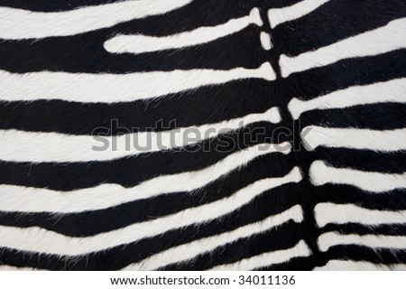 Zebra skin detail