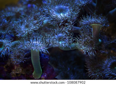 underwater/plants/underwater plants