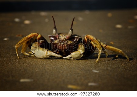 crab/hello everybody/big crab at Goa Beach