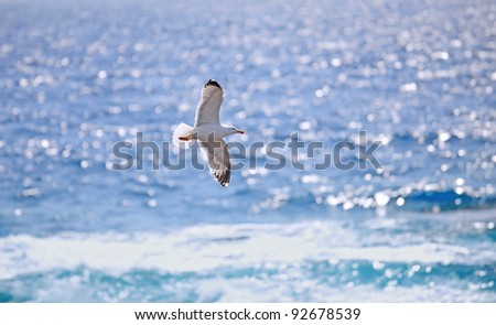Seagull and Sparkling Ocean