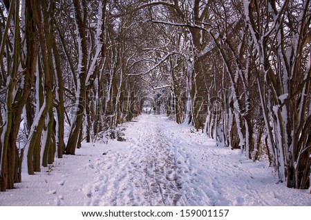 Snowy path lined with trees