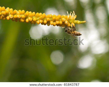 Bee Foraging Hungrily early in the Morning on the Freshly Flowered Blooms at the Tip of one of the many Inflorescence Stalks of a Palm Tree