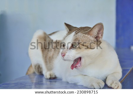 funny cat in domestic background, siesta time, relaxing cat, curious cat, cat with open mouth