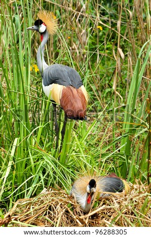 A pair of Grey-crowned Crane, also called Crown-crested Crane, while the female sits on the eggs, the male relentlessly watches over the nest