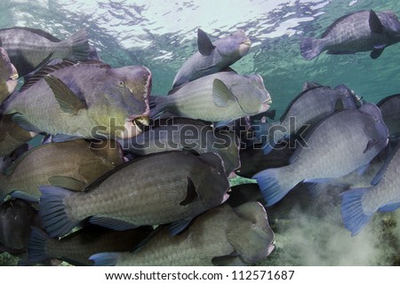 school of bump-head parrot fish swimming in shallow water in sipadan in Malaysia