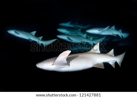 Night dive with school of nurse shark in maldives