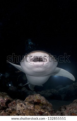 Nurse Shark in night diving