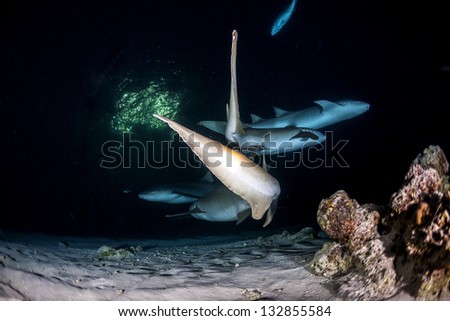 Sharks ray and fish in night diving in maldives