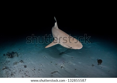 Black tip Shark in maldives