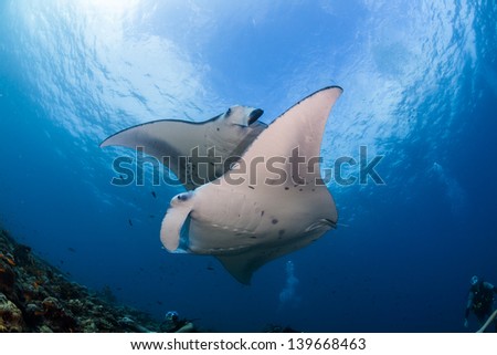 Two manta ray crossing while cleaning in maldives dive site