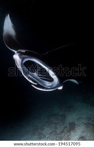 Scuba diving with Reef manta ray feeding at night