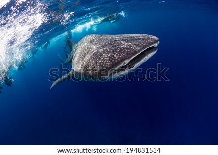 Whale shark followed by snorkeler