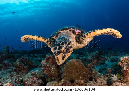 Sweet sea turtle say hi