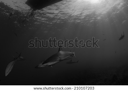 Caribbean reef shark curious under diving boat