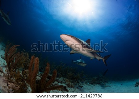 Caribbean reef shark over the reef in Bahamas