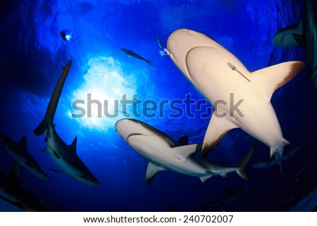 Caribbean reef shark all around bottom up view with clear blue water and sunburst behind in Bahamas