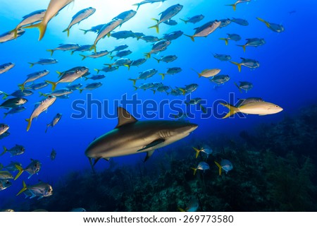 Caribbean reef shark surrounded by jack fish and snapper with sunbeam in background, Freeport, Bahamas