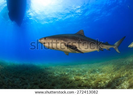Big Tiger shark swimming in shallow water under a boat, Tiger beach, Bahamas
