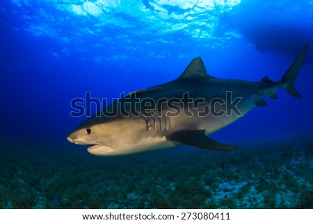 Big Tiger shark with dark blue water background, Tiger beach, Bahamas
