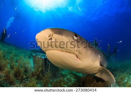 Tiger shark Head under sunbeam, Tiger beach, Bahamas