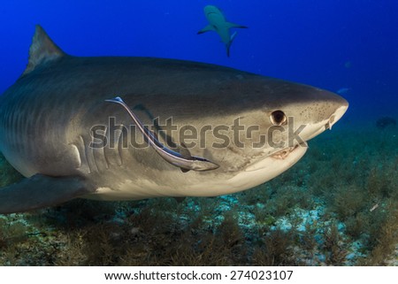 Tiger shark close up and remora sticking with, Tiger beach, Bahamas