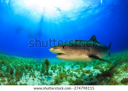 Big tiger shark swimming by in clear blue water at Tiger beach, Bahamas
