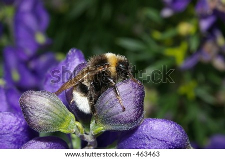 White-tailed Bumble Bee 10