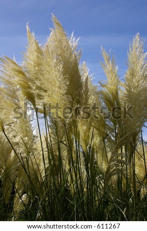 The creamy-white flowering heads of the Pampas Grass plant in early Autumn.
