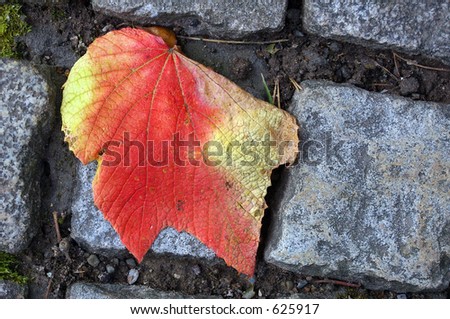 A cobbled path in Autumn showing a fallen leaf turning autumnal reds and yellows.