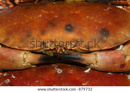 Edible crabs for sale on a fishmonger's slab in a market in Cardiff, Wales.