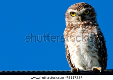 Animal theme: Owl on wire