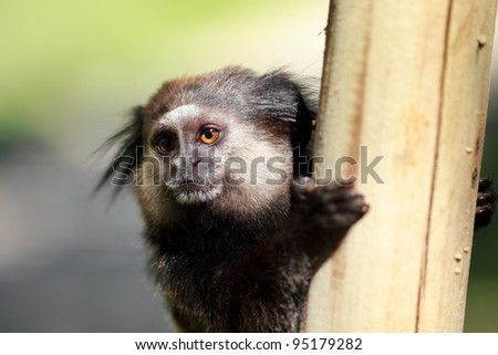 Animal theme: black-tufted marmoset close-up