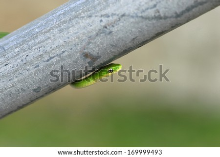 Rough green snakes are arboreal snakes and can be found climbing in many unique places, such as this railing.