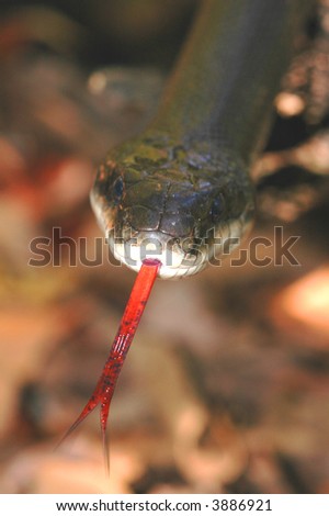 Head shot of a black rat snake flicking it\'s tongue.