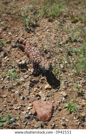 The gila monster is the only venomous lizard found in the United States.