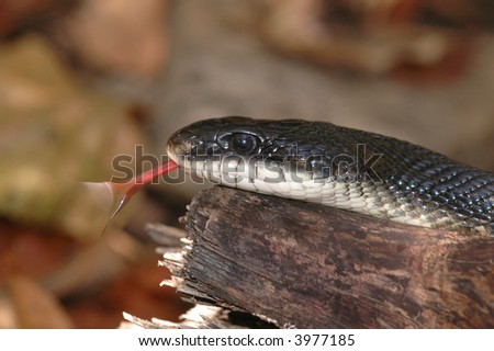 Portrait of a large black rat snake flicking it\'s tongue.