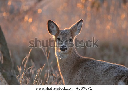 The white-tailed deers grows a heavier coat during the winter. Photographed during sunrise.