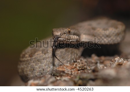 The rare and endangered twin-spotted rattlesnake flicks out it\'s tongue.