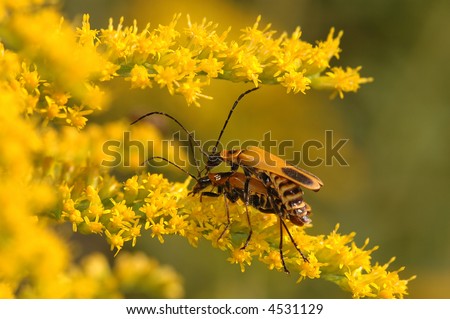 Two yellow and black insects are mating on a bright yellow flowering plant.