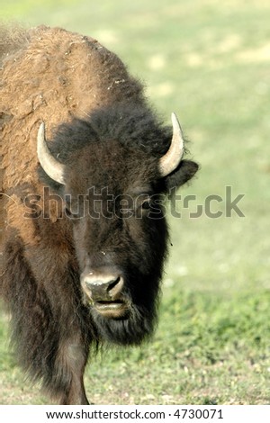 An American bison photographed in North Dakota.