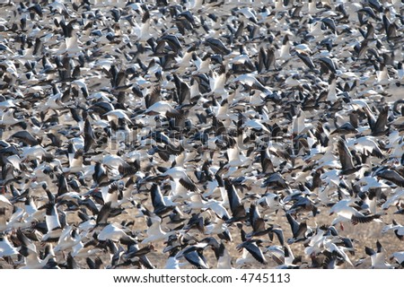 Snow geese take off from the refuge waters in great numbers.